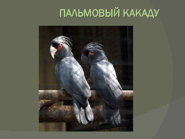 ПАЛЬМОВЫЙ КАКАДУ 