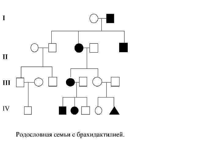 Сколько поколений изображено на схеме