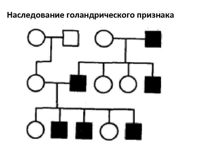 Рассмотрите рисунок на котором изображено генеалогическое древо человека