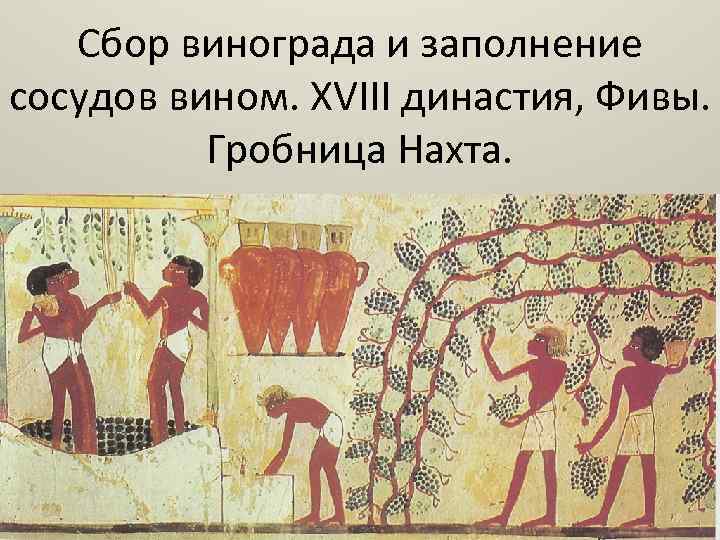 Сбор винограда и заполнение сосудов вином. XVIII династия, Фивы. Гробница Нахта. 