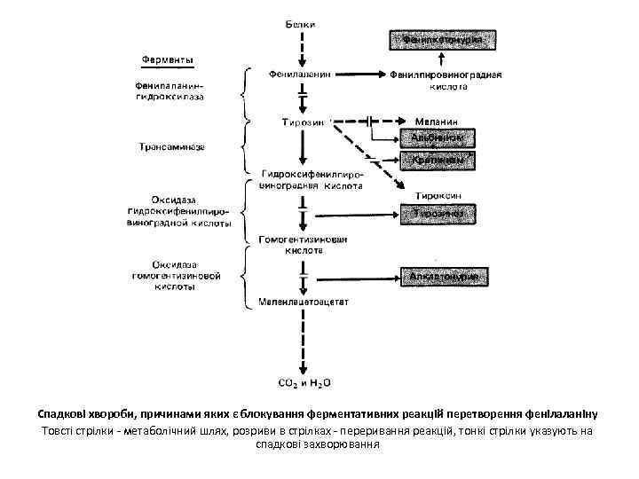 Спадкові хвороби, причинами яких є блокування ферментативних реакцій перетворення фенілаланіну Товсті стрілки - метаболічний