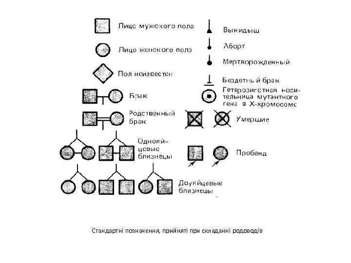 Стандартні позначення, прийняті при складанні родоводів 