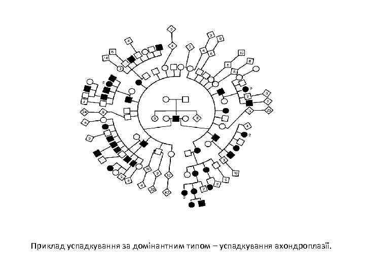 Приклад успадкування за домінантним типом – успадкування ахондроплазії. 