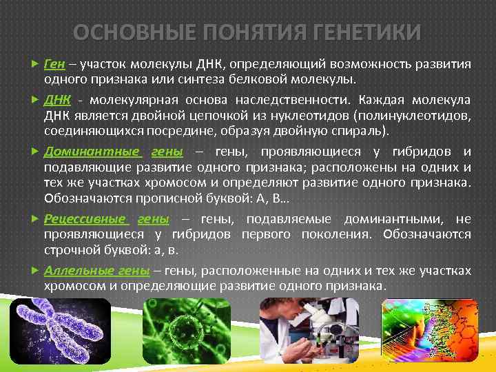 ОСНОВНЫЕ ПОНЯТИЯ ГЕНЕТИКИ Ген – участок молекулы ДНК, определяющий возможность развития одного признака или