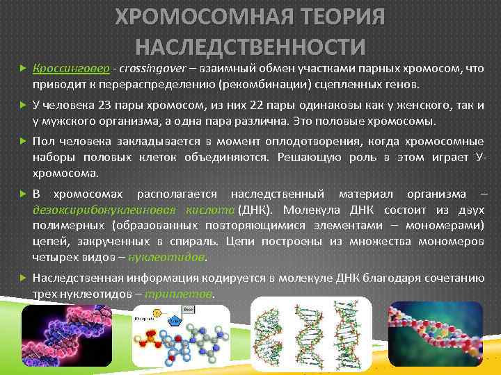 Отношения ген признак внеядерная наследственность презентация 10 класс