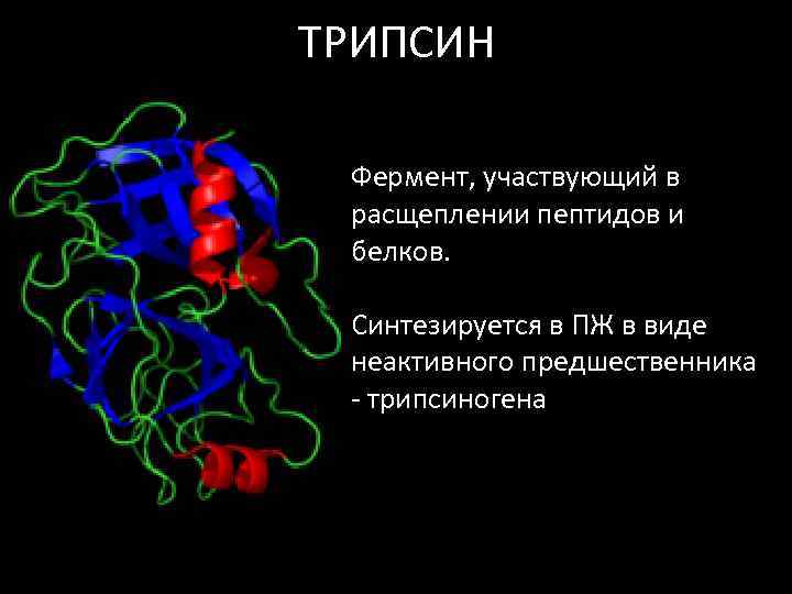 ТРИПСИН Фермент, участвующий в расщеплении пептидов и белков. Синтезируется в ПЖ в виде неактивного