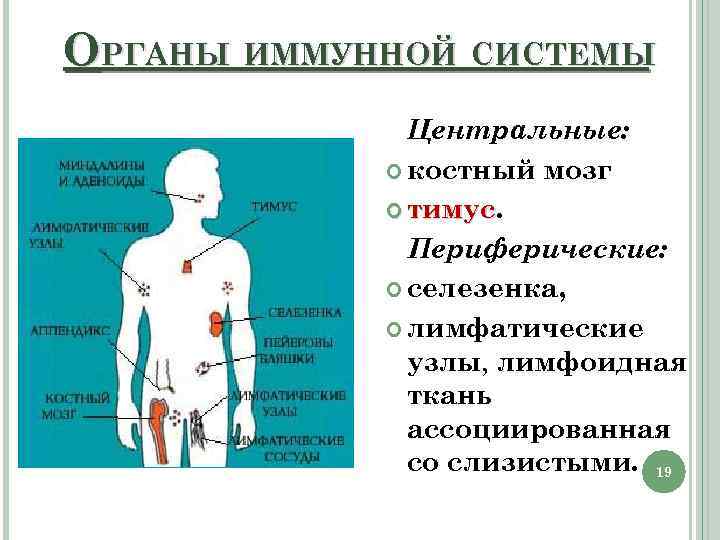 Органы иммунной системы фото