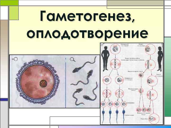 Гаметогенез, оплодотворение 