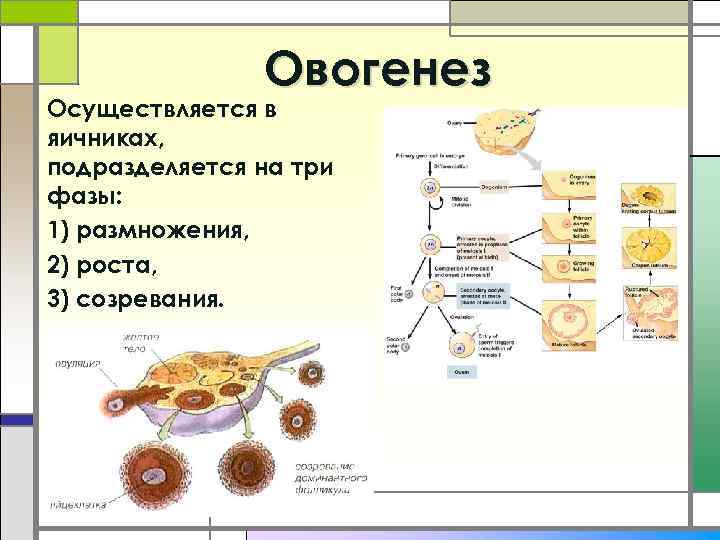 Овогенез Осуществляется в яичниках, подразделяется на три фазы: 1) размножения, 2) роста, 3) созревания.