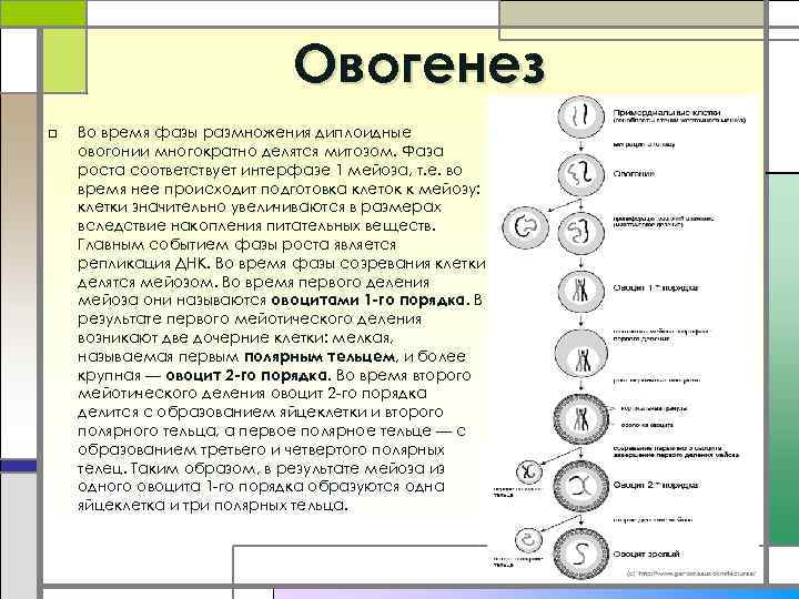 Овогенез □ Во время фазы размножения диплоидные овогонии многократно делятся митозом. Фаза роста соответствует