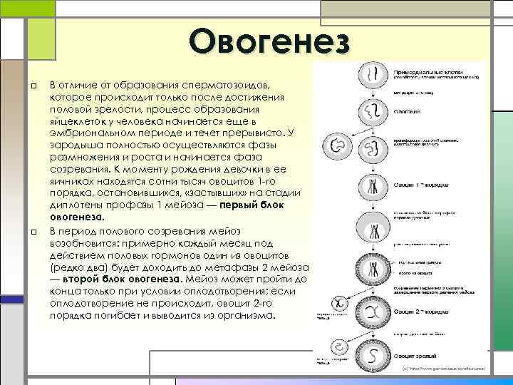 Овогенез □ □ В отличие от образования сперматозоидов, которое происходит только после достижения половой