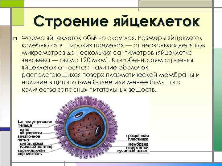 Строение яйцеклеток □ Форма яйцеклеток обычно округлая. Размеры яйцеклеток колеблются в широких пределах —