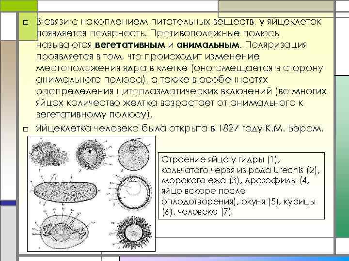 □ В связи с накоплением питательных веществ, у яйцеклеток появляется полярность. Противоположные полюсы называются
