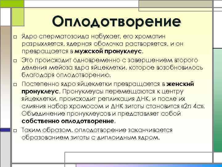 Оплодотворение □ Ядро сперматозоида набухает, его хроматин разрыхляется, ядерная оболочка растворяется, и он превращается