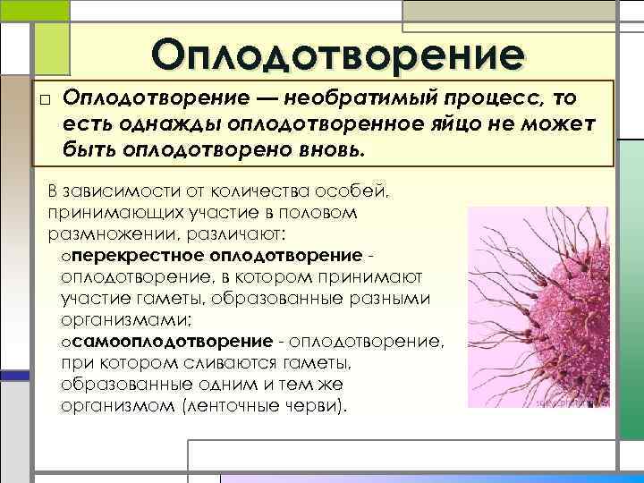 Оплодотворение □ Оплодотворение — необратимый процесс, то есть однажды оплодотворенное яйцо не может быть