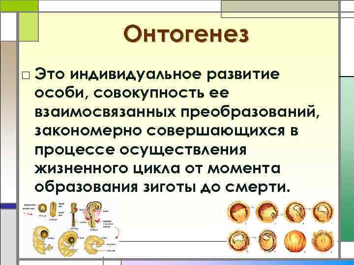 Онтогенез □ Это индивидуальное развитие особи, совокупность ее взаимосвязанных преобразований, закономерно совершающихся в процессе