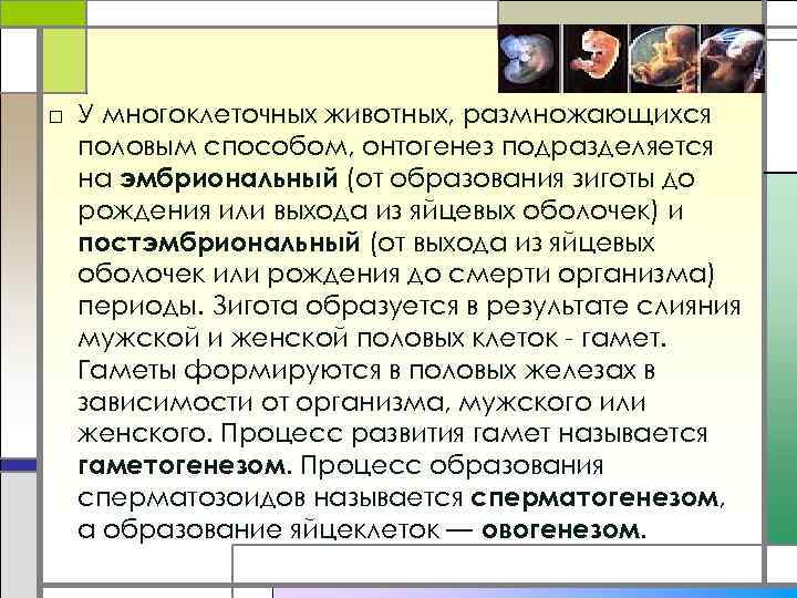 □ У многоклеточных животных, размножающихся половым способом, онтогенез подразделяется на эмбриональный (от образования зиготы