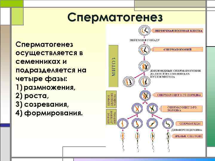 Cперматогенез Сперматогенез осуществляется в семенниках и подразделяется на четыре фазы: 1) размножения, 2) роста,