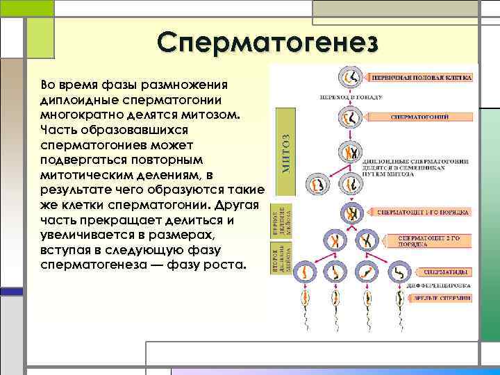Cперматогенез Во время фазы размножения диплоидные сперматогонии многократно делятся митозом. Часть образовавшихся сперматогониев может