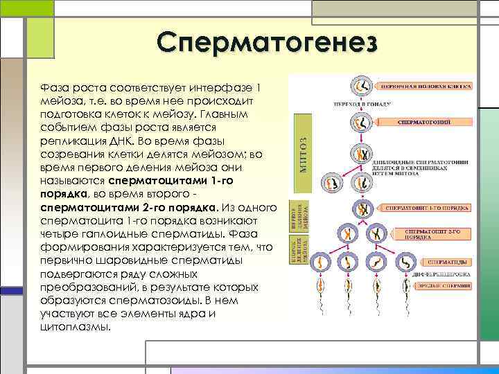 Cперматогенез Фаза роста соответствует интерфазе 1 мейоза, т. е. во время нее происходит подготовка