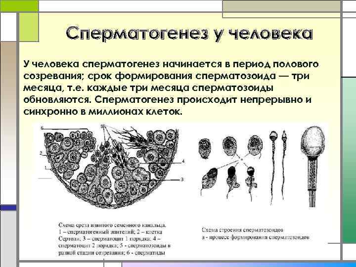 Сперматогенез у человека У человека сперматогенез начинается в период полового созревания; срок формирования сперматозоида