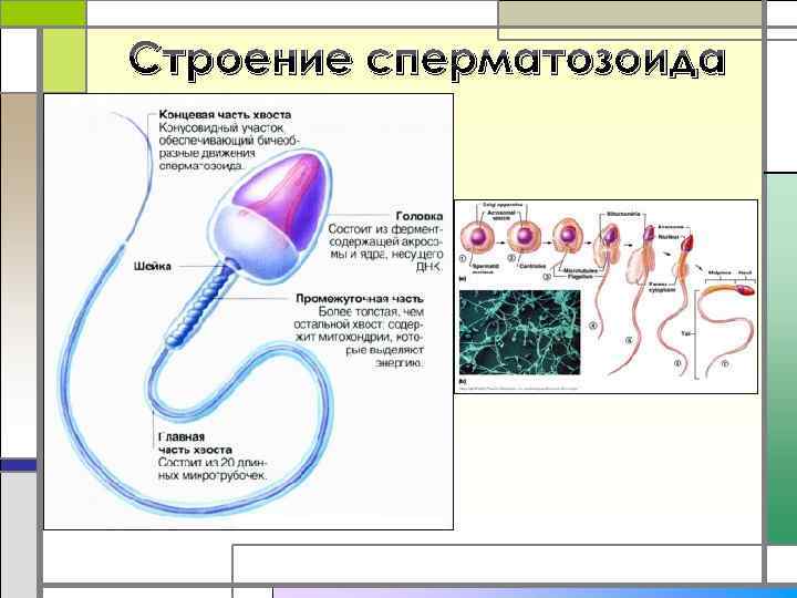 Строение сперматозоида 