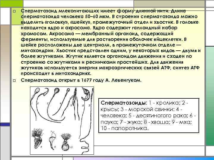 □ □ Сперматозоид млекопитающих имеет форму длинной нити. Длина сперматозоида человека 50– 60 мкм.