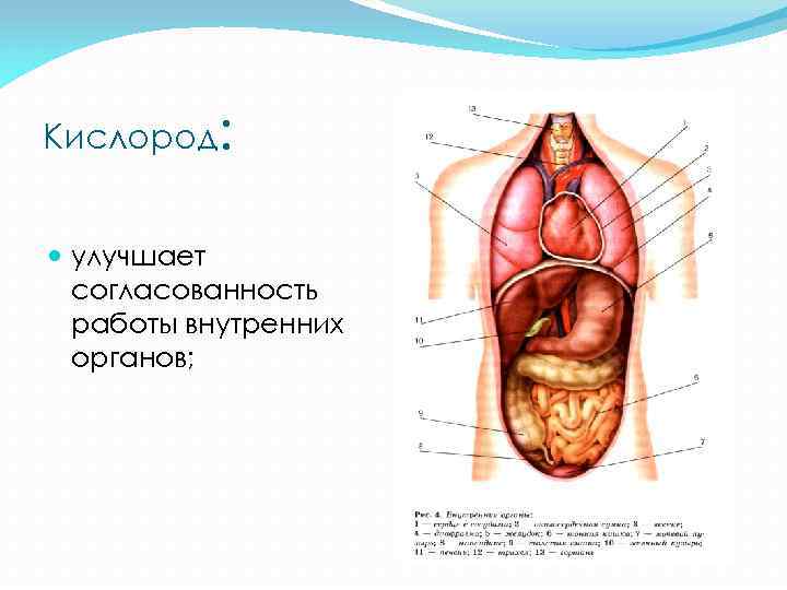 Кислород: улучшает согласованность работы внутренних органов; 