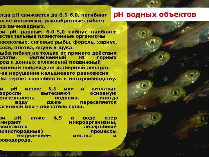 огда р. Н снижается до 6, 5 -6, 0, погибают р. Н огие моллюски,