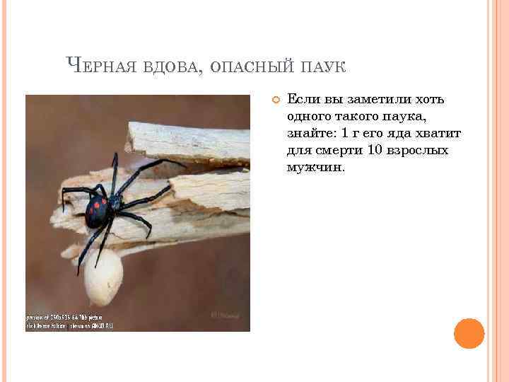 ЧЕРНАЯ ВДОВА, ОПАСНЫЙ ПАУК Если вы заметили хоть одного такого паука, знайте: 1 г