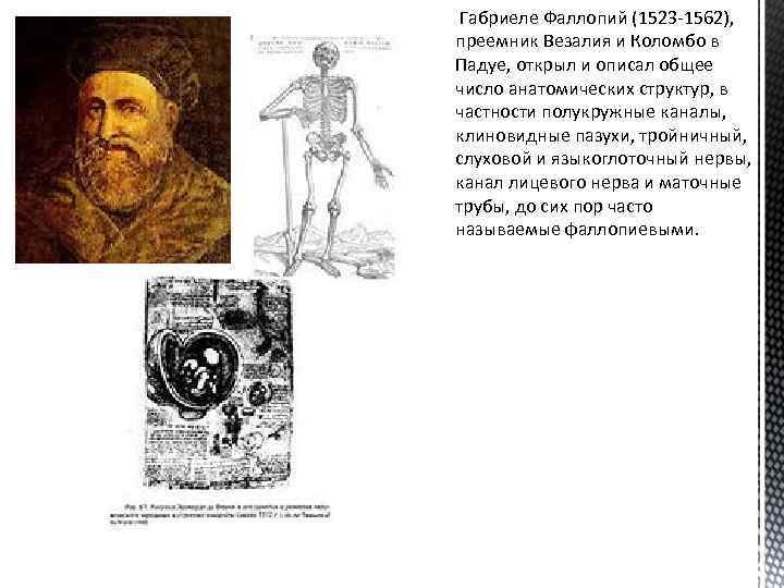 Габриеле Фаллопий (1523 -1562), преемник Везалия и Коломбо в Падуе, открыл и описал общее