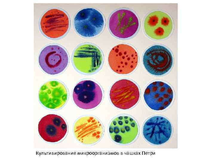 Культивирование микроорганизмов в чашках Петри 
