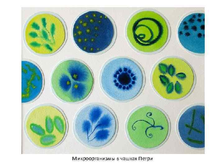 Микроорганизмы в чашках Петри 
