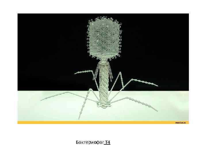 Бактериофаг Т 4 