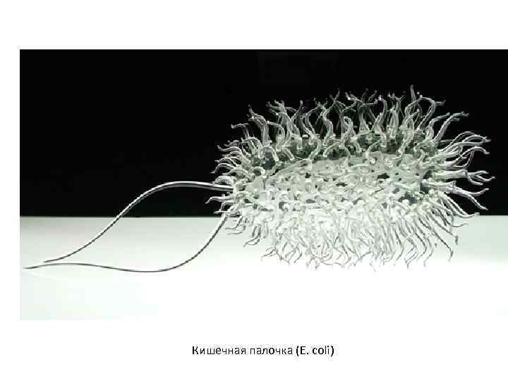 Кишечная палочка (E. coli) 