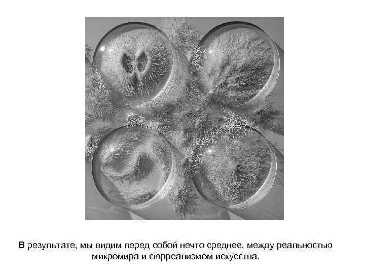 В результате, мы видим перед собой нечто среднее, между реальностью микромира и сюрреализмом искусства.
