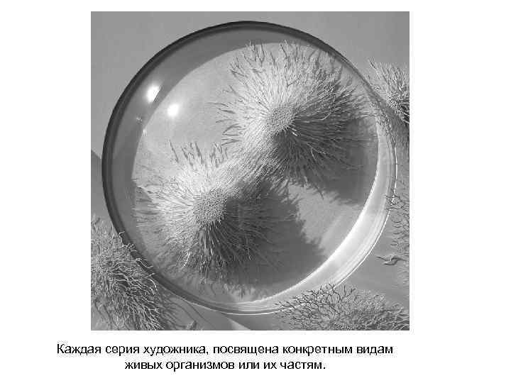 Каждая серия художника, посвящена конкретным видам живых организмов или их частям. 
