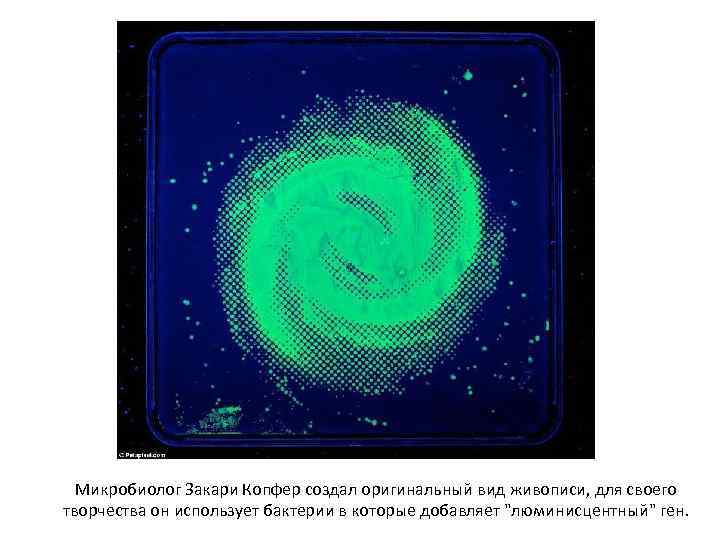 Микробиолог Закари Копфер создал оригинальный вид живописи, для своего творчества он использует бактерии в