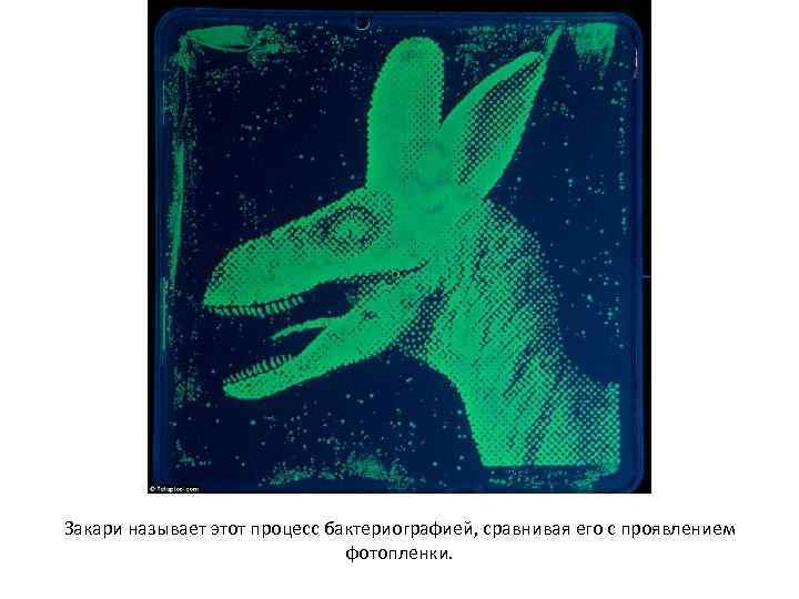 Закари называет этот процесс бактериографией, сравнивая его с проявлением фотопленки. 