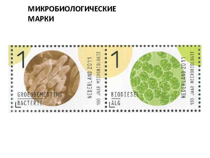 МИКРОБИОЛОГИЧЕСКИЕ МАРКИ 