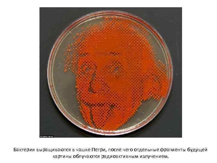 Бактерии выращиваются в чашке Петри, после чего отдельные фрагменты будущей картины облучаются радиоактивным излучением.