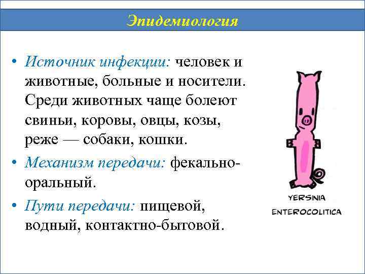 Эпидемиология • Источник инфекции: человек и животные, больные и носители. Среди животных чаще болеют