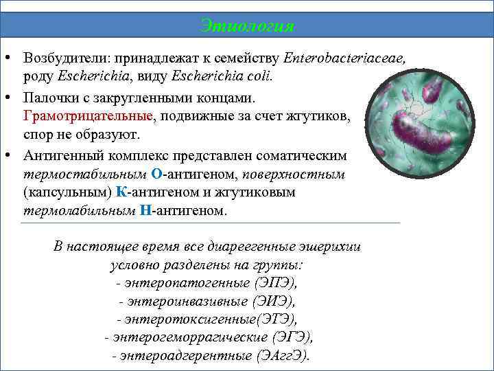 Этиология • Возбудители: принадлежат к семейству Enterobacteriасеае, роду Escherichia, виду Escherichia coli. • Палочки