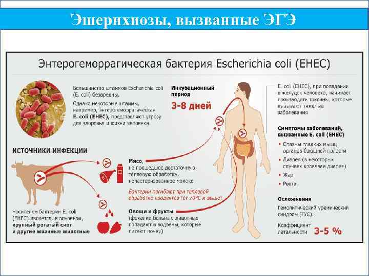 Эшерихиозы, вызванные ЭГЭ 