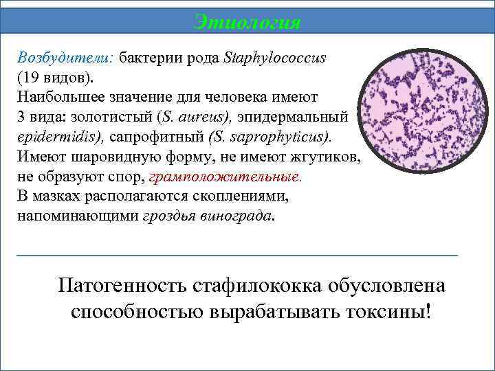 Этиология Возбудители: бактерии рода Staphylococcus (19 видов). Наибольшее значение для человека имеют 3 вида: