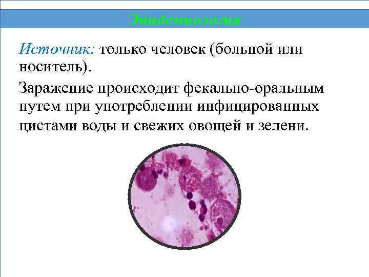 Эпидемиология Источник: только человек (больной или носитель). Заражение происходит фекально-оральным путем при употреблении инфицированных