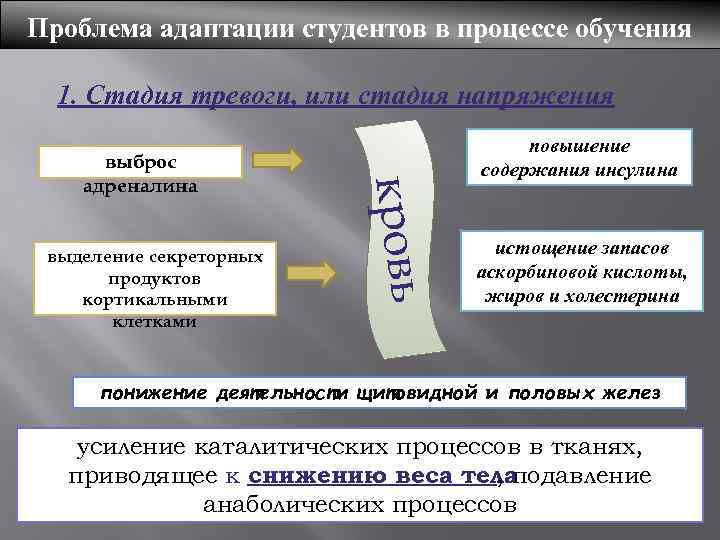 Проблема адаптации студентов в процессе обучения 1. Стадия тревоги, или стадия напряжения выделение секреторных