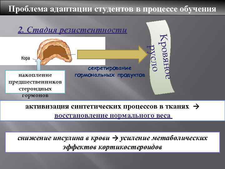 Проблема адаптации студентов в процессе обучения 2. Стадия резистентности е Кровяно русло накопление предшественников