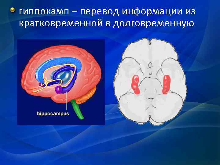 гиппокамп – перевод информации из кратковременной в долговременную 