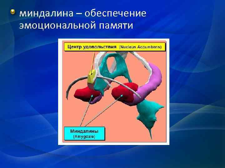 миндалина – обеспечение эмоциональной памяти 